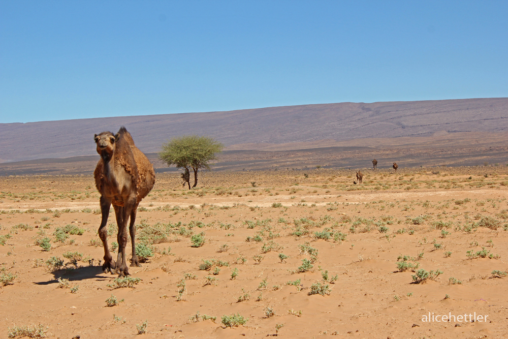 Dromedar (Camelus dromedarius)